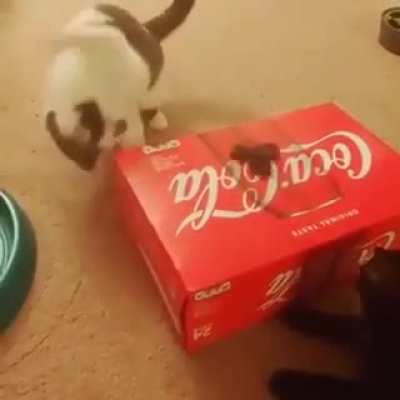 Spinny thing must die, spinny thing must die, OH NO IT ATTACC