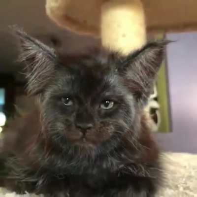 Это я Леха! Вытащи меня из кота!