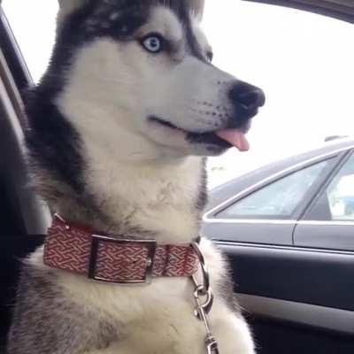 When you end up at the vet instead of the park.