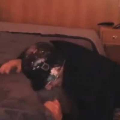 noooo momo