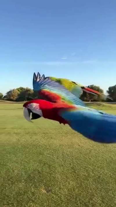 Not one, but two magnificent, majestic macaw's....simply breathtaking...