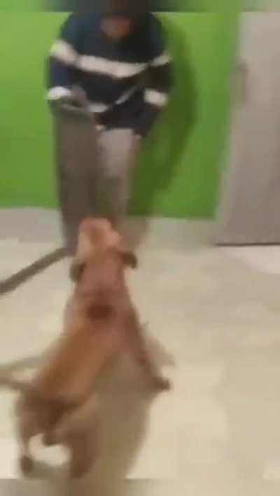 Sword doggo 