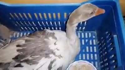 Frozen duck