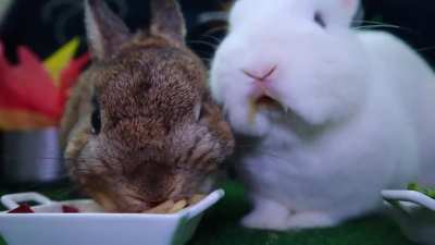 Fireworks, Grilling, Bonfire, Oh My! Two Teeny Rabbits enjoy their 4th of July Party!!!
