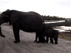 Baby elephant sneezes so hard he scares himself 🐘