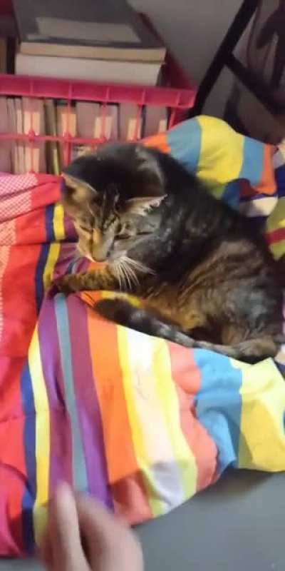 Deaf 14 year old cat activates