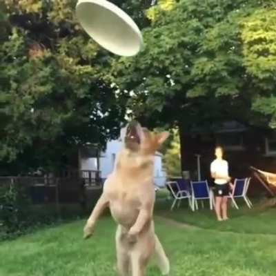 Poor dog