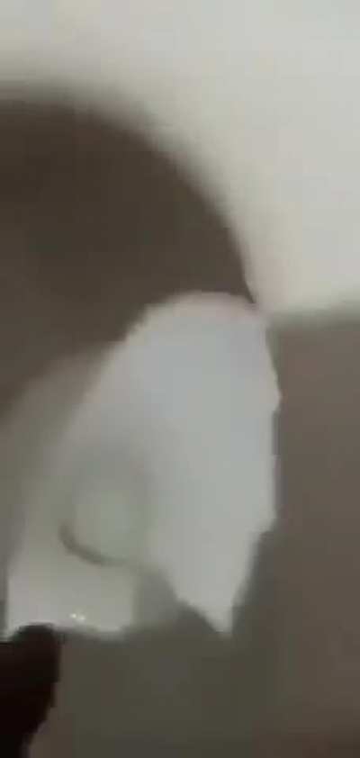Poutngina moo