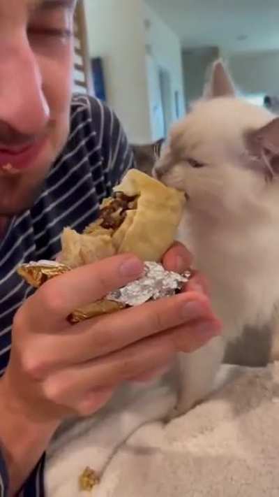 Man + kitty share burrito