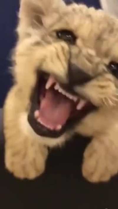 Царь зверей