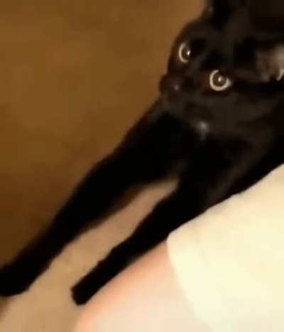 Cat in italics font