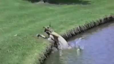 Great Danes are the biggest of derps