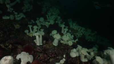 3.5 Hour Pacific Ocean Deep and Dark Video Compilation - [OC]