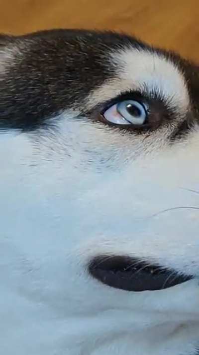 Riiight theere HOOOMAN🐺❤️🐺❤️