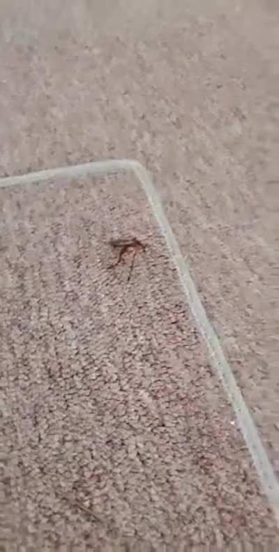 The porch belongs to that flying kaiju now