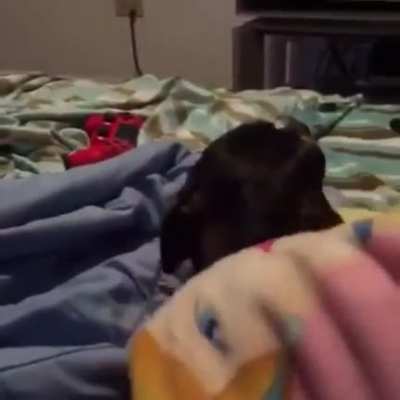 Don't move Chihuahuas