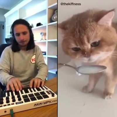 Кошачий трек