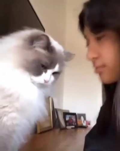 Vibing with the Cat