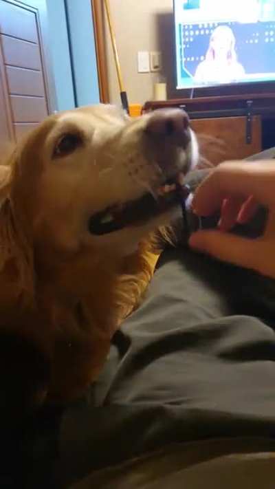 A Golden and a hair tie
