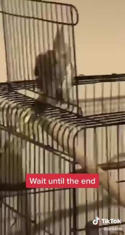 Cockatiel tries to climb