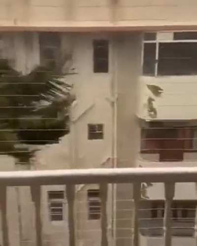 The dancing tree 🌴