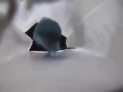 Dancing bird
