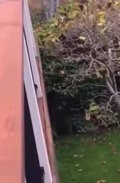 Cats take shortcuts.