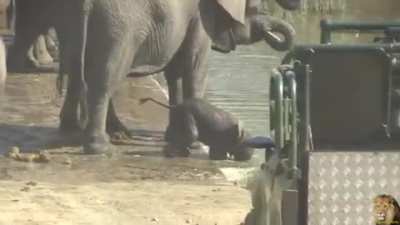 Elephants block the road in order to get a drink. The baby elephant hasn't learned how to use it's trunk to the full yet so it brings it's face all the way to the water to drink.