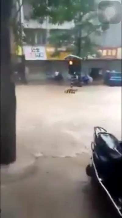 Car Don’t Cross Signal, Signal Crosses You