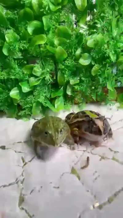Frogs 2