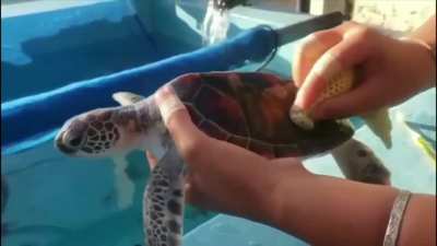 Turtle getting cleaned 😍