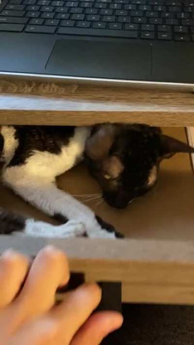 box pussy