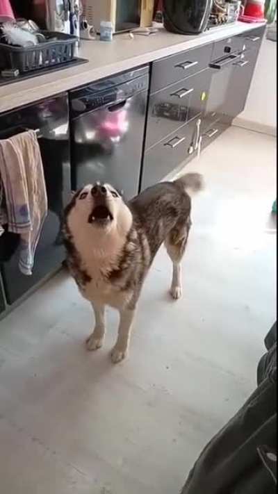wat da dog doin