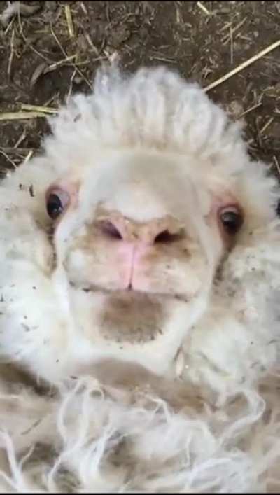 Hola