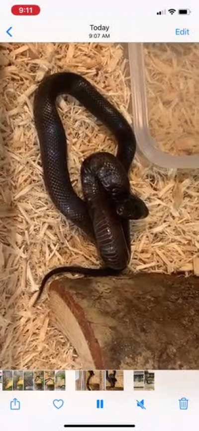 Sooooooo my baby king snake (male) was an absolute sweetheart for the first week, took him out daily with no issue.... until this bullshit! Is this just Kings’ personalities or did I offend him on some level lol?