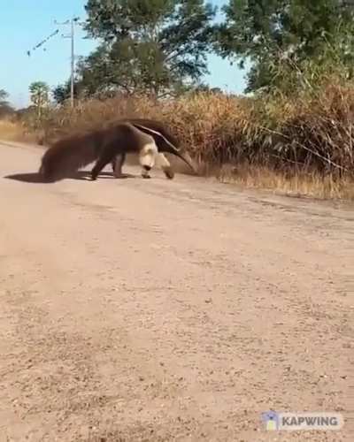 A pedido de un par. Oso Melero al ritmo de Staying Alive.