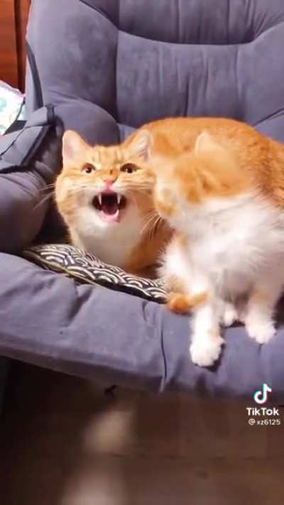 Mama's startles her little floof