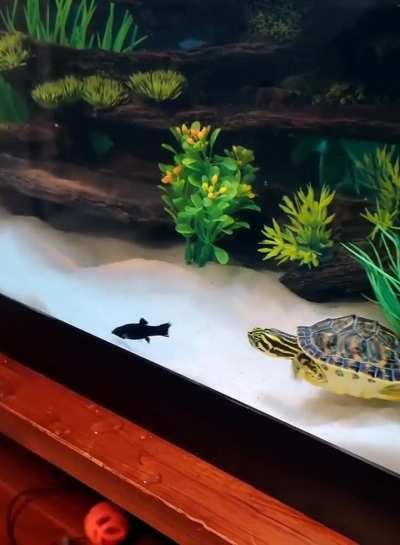 fish are friends, not food 😧🦈