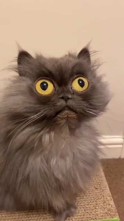 Eye eye , sir😸