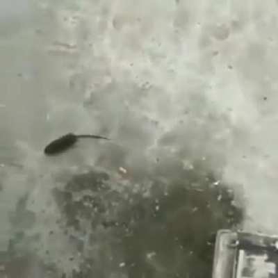rat