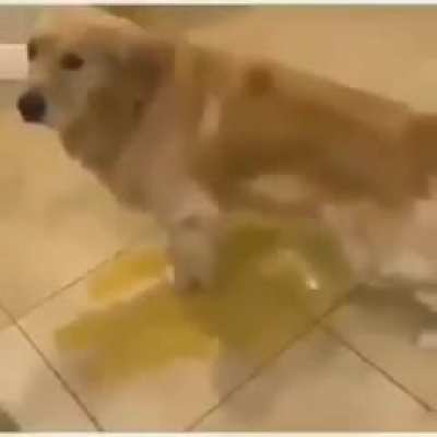 piss dog