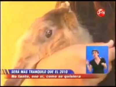 🐇