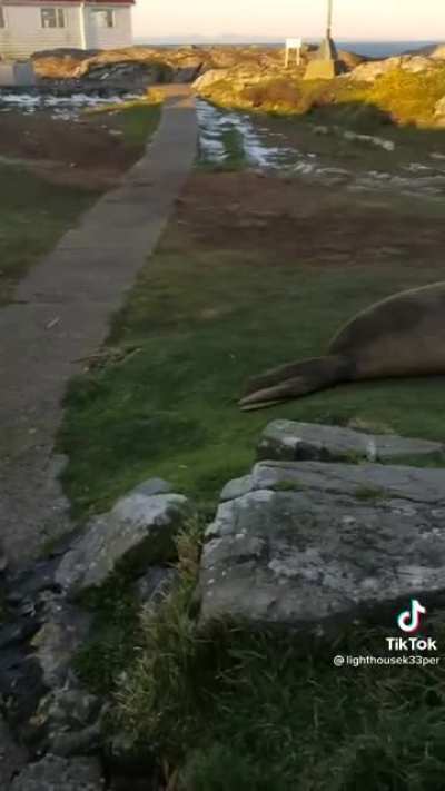 Just another day as a lighthouse keeper…