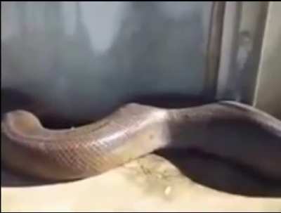 Big noodle