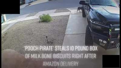 Pooch pirate caught on camera