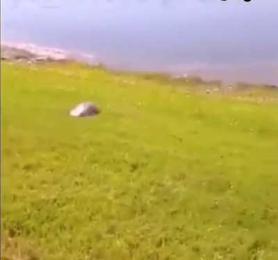 Trained my assault turtle to kick y‘all asses