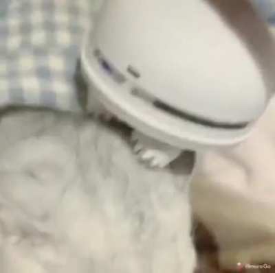 Кайфочёска для котика