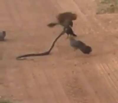 Angry birds blinded the snake