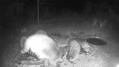First time out with the babies 🦝