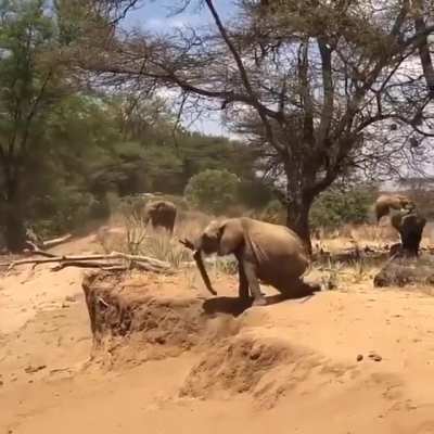 A baby elephant following its momma elephant in crossing a river bed